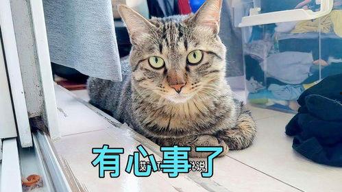 娱乐吃瓜小猫咪视频大全,盘点全网最火的吃瓜小猫咪视频合集
